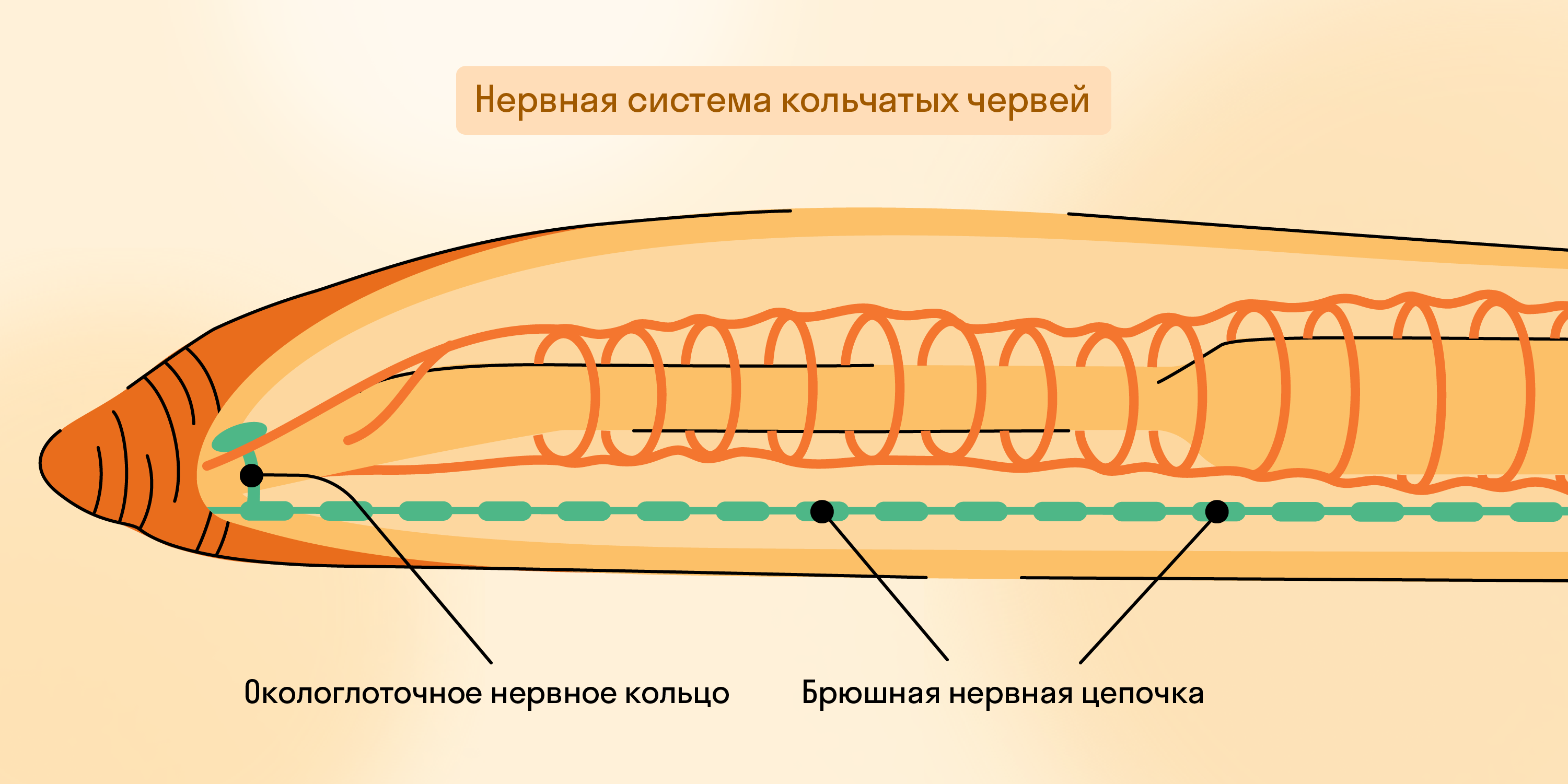 Нервная система кольчатых червей