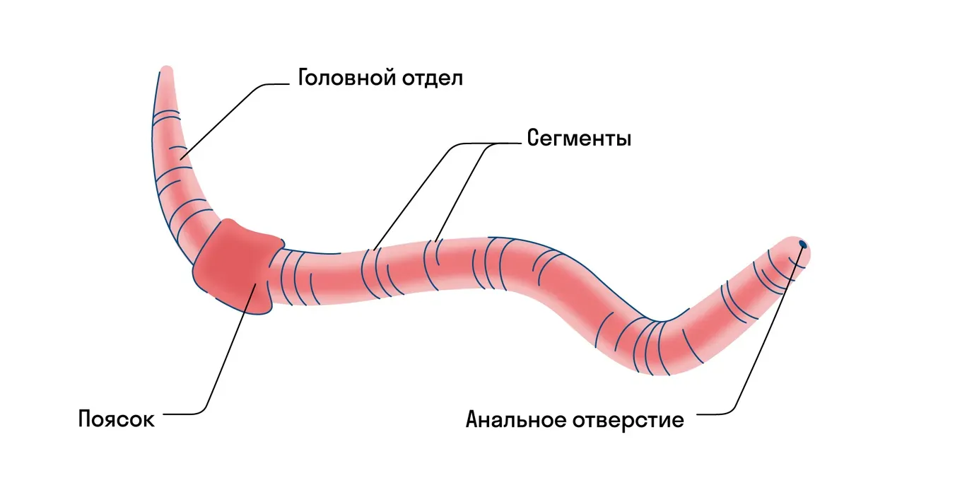 Строение дождевого червя