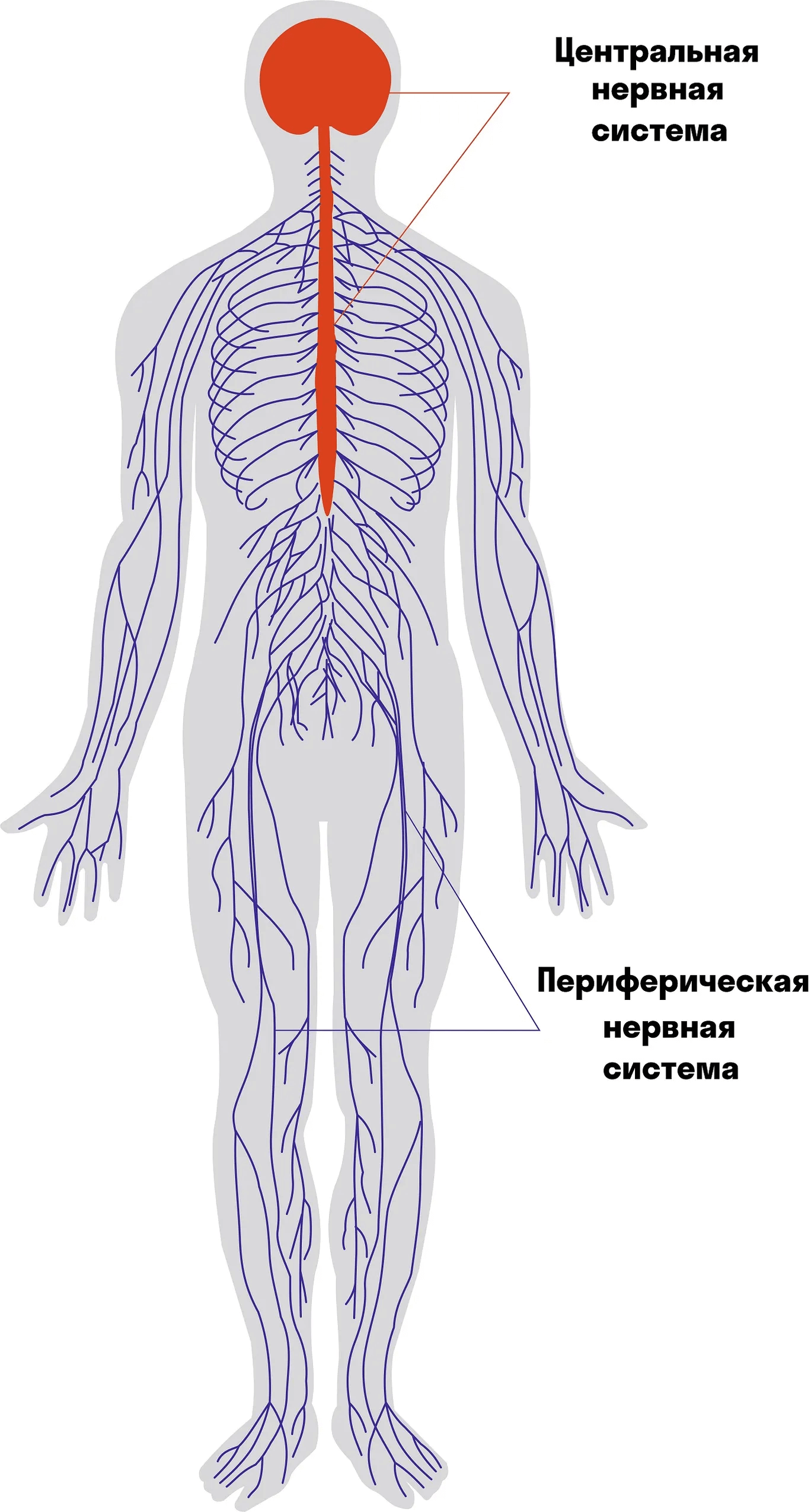 Центральная и периферическая нервная система