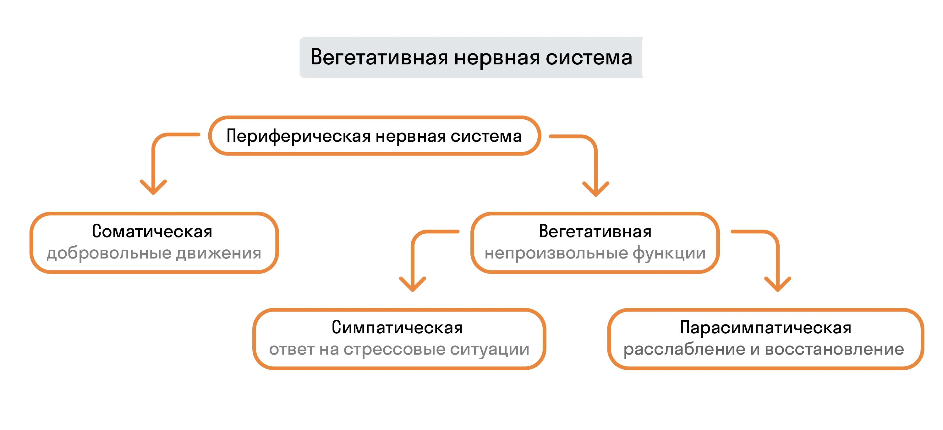 Место ВНС в нервной системе человека