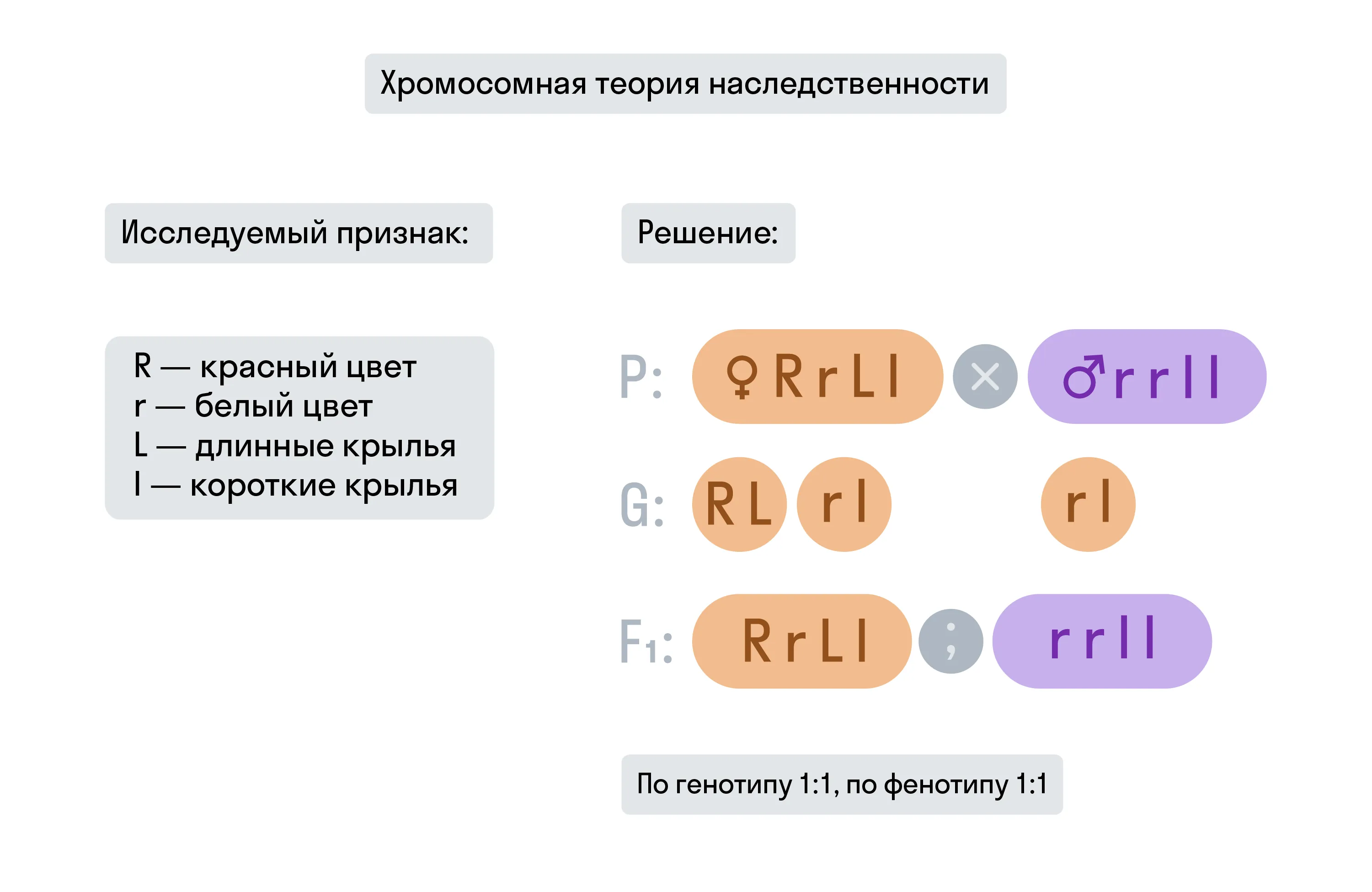 Решение задач по теме хромосомной теории, рисунок 2