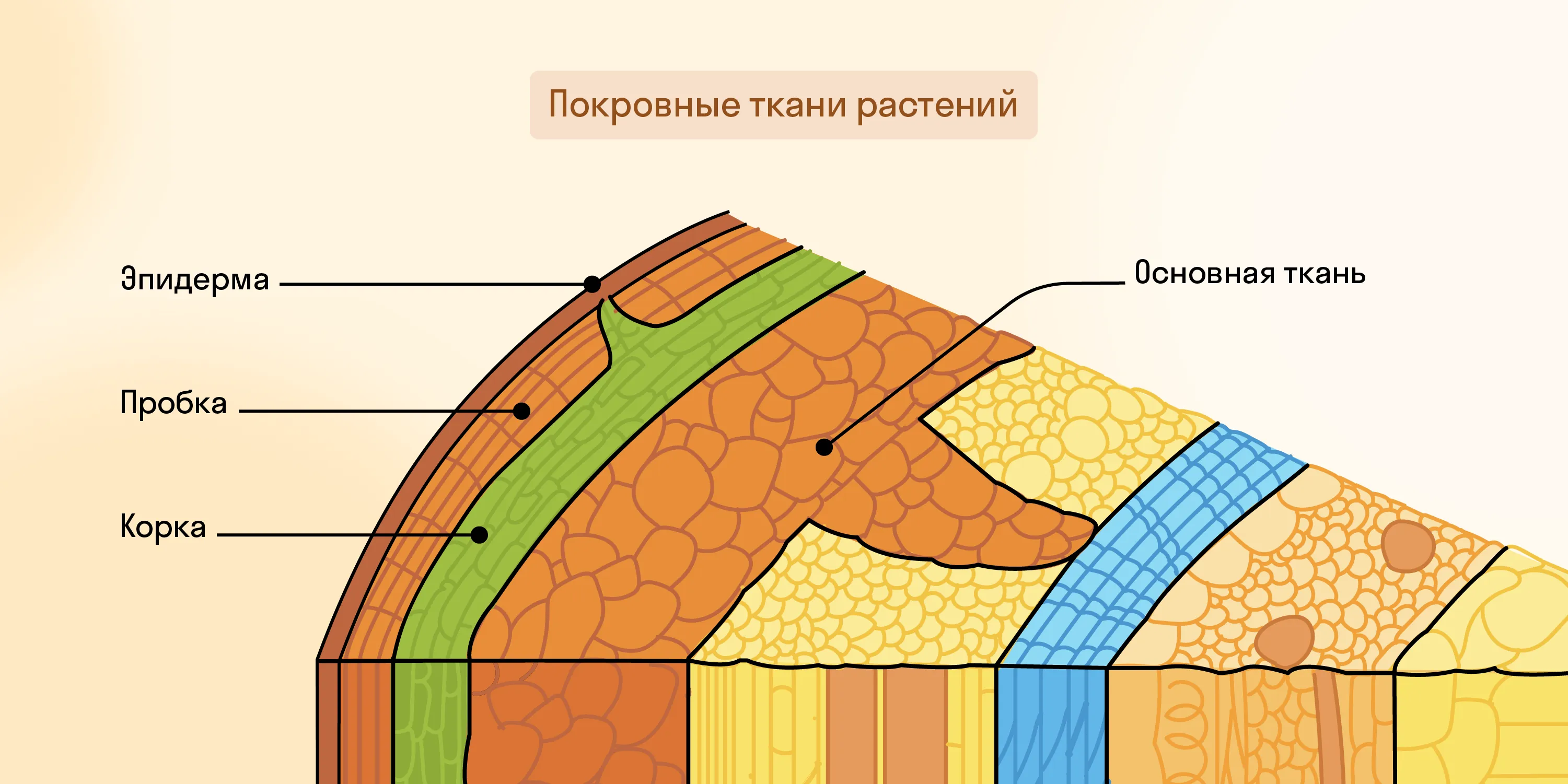 Покровные ткани растений