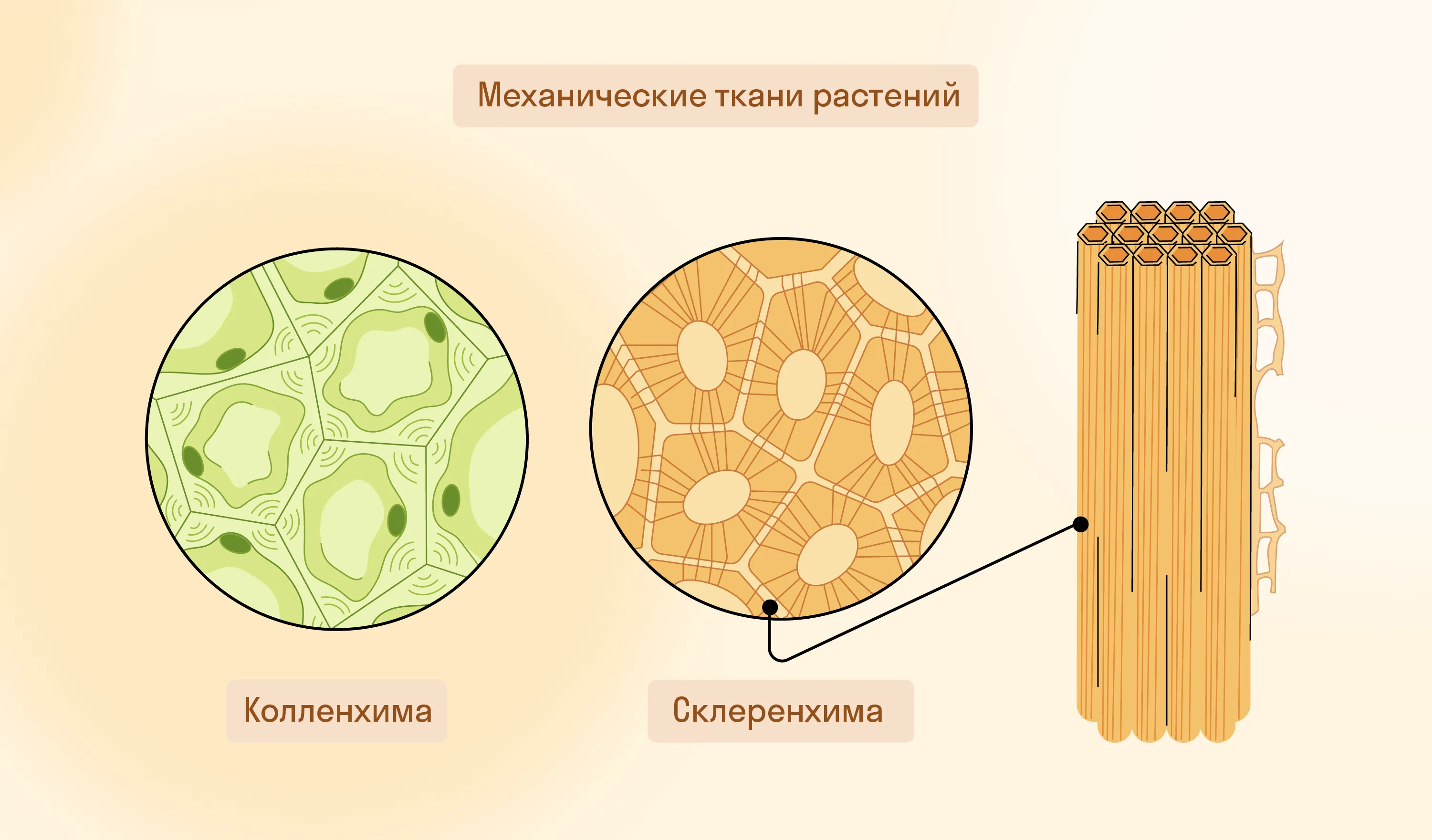 Механические ткани растений