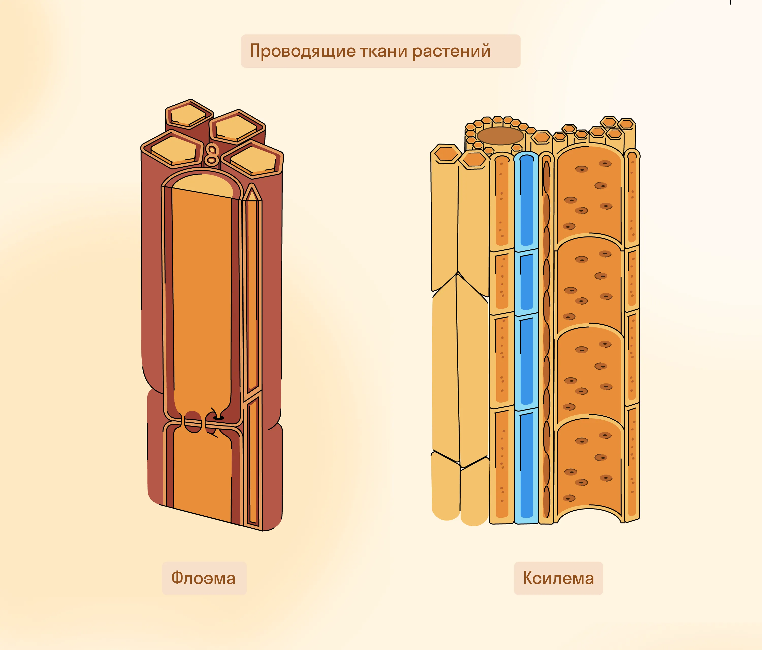 Проводящие ткани растений