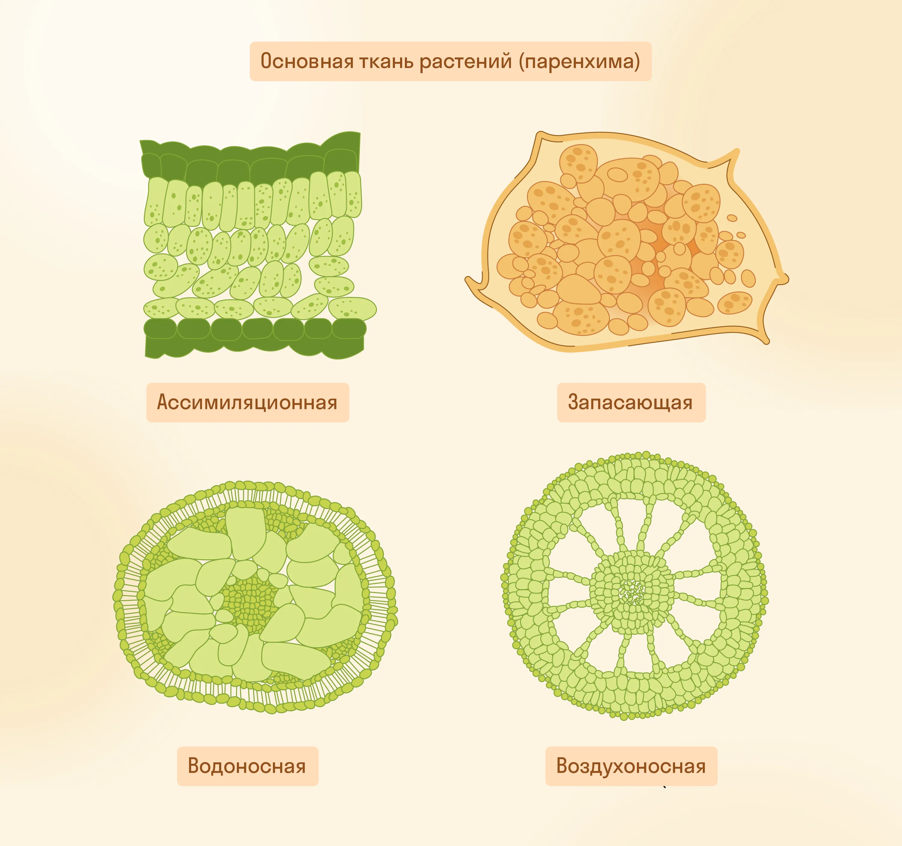 Основные ткани растений