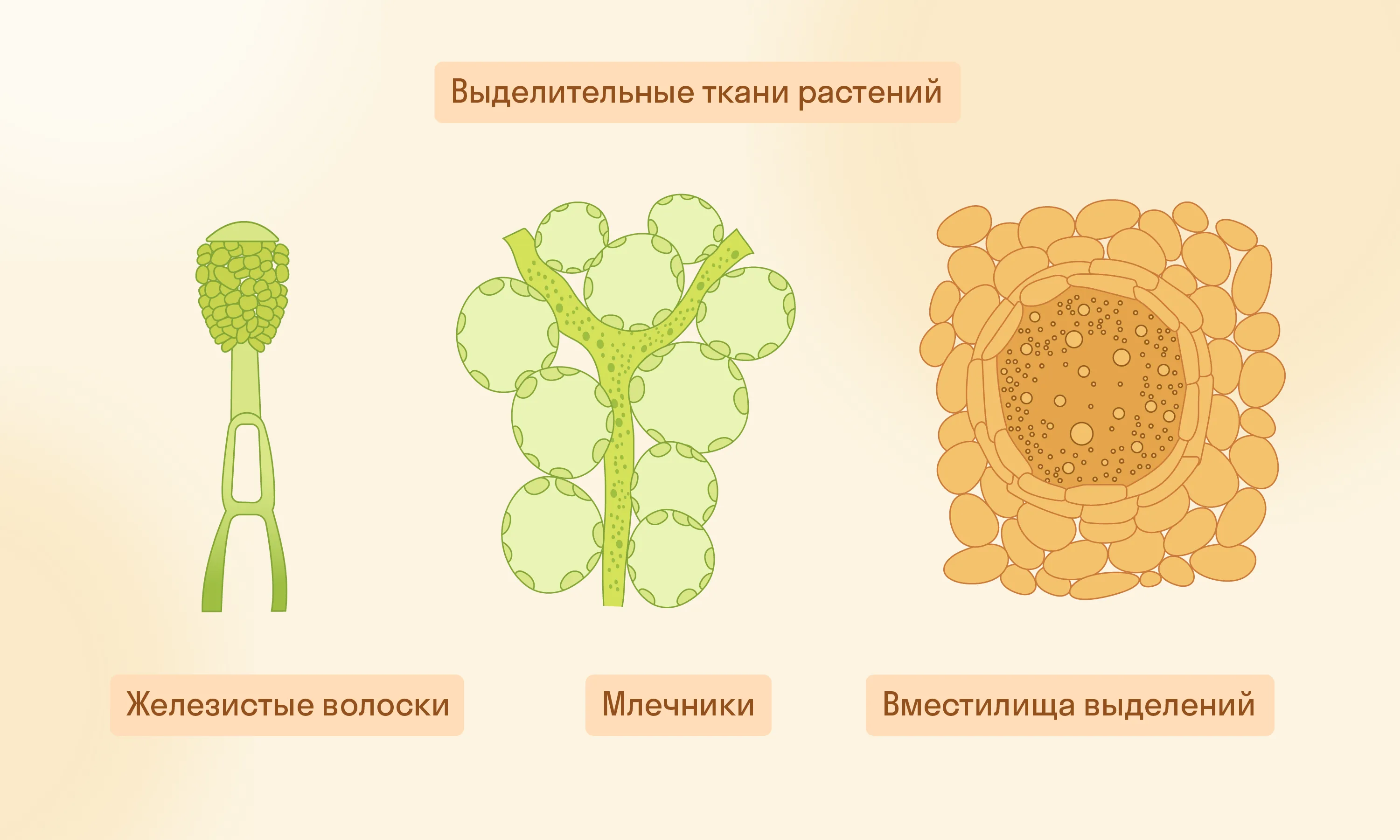 Выделительные ткани растений