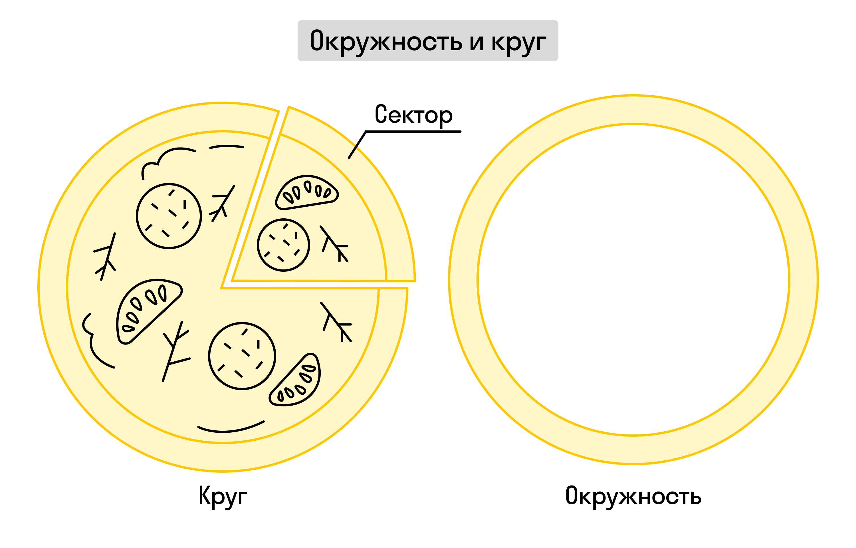 Окружность и круг: в чём разница