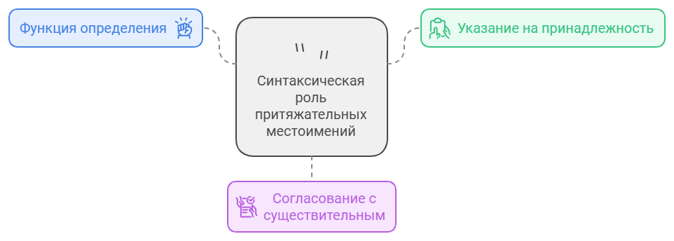 Синтаксическая роль притяжательных местоимений