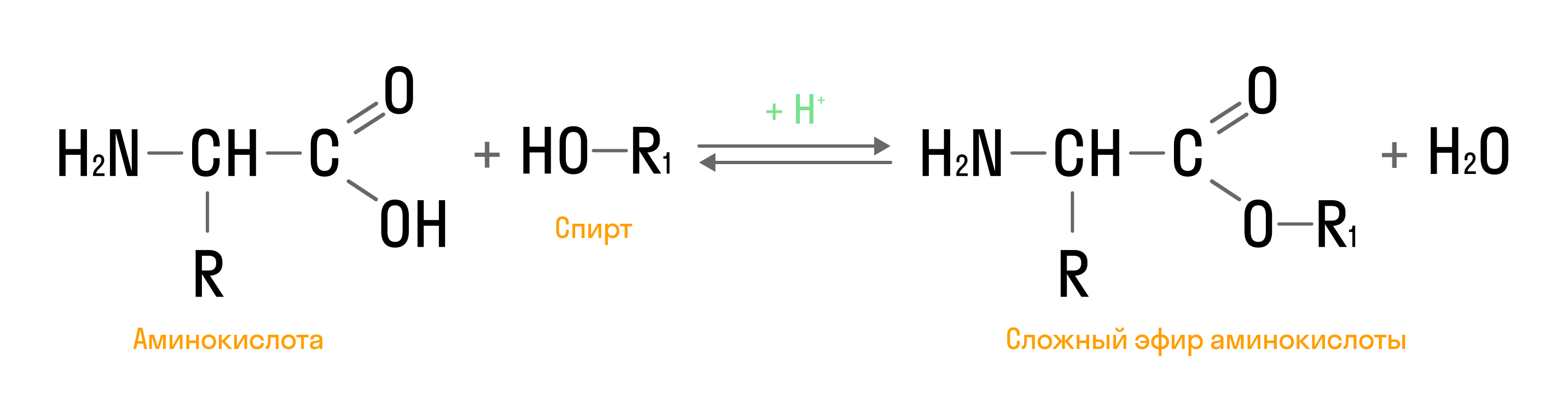 Реакция этерификации аминокислот