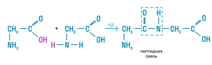 Образование пептидов