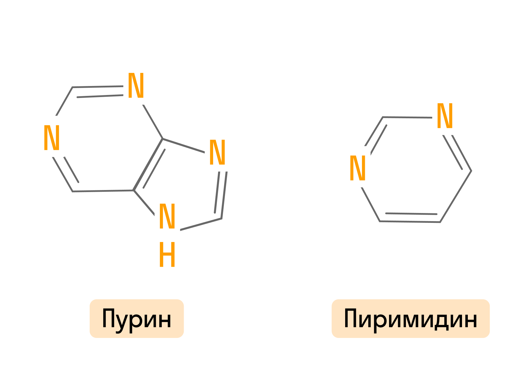 Пурин и пиримидин