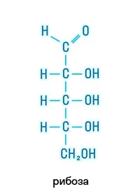 Рибоза