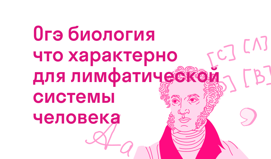 огэ биология что характерно для лимфатической системы человека