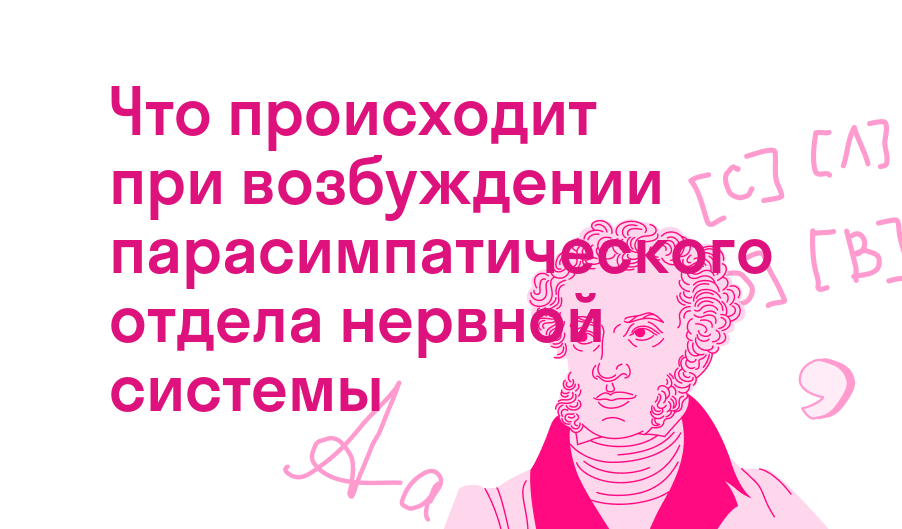 что происходит при возбуждении парасимпатического отдела нервной системы